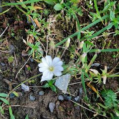 Cerastium alpinum