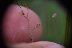 Dichanthelium acuminatum