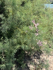 Tamarix chinensis