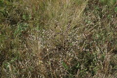 Salvia aethiopis