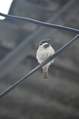 Passer domesticus