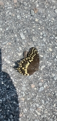 Papilio palamedes