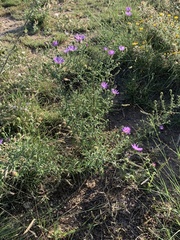 Dieteria canescens