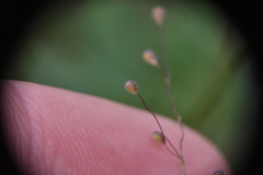 Dichanthelium acuminatum