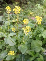 Rhamphospermum arvense