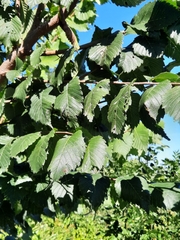 Ulmus americana