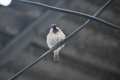 Passer domesticus