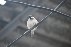 Passer domesticus