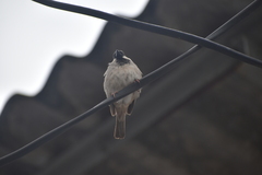 Passer domesticus