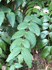 Berberis nervosa