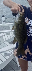 Micropterus dolomieu