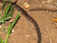 Bothrops jararacussu
