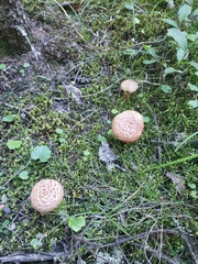 Suillus spraguei