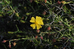 Fumana arabica