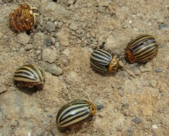 Leptinotarsa decemlineata