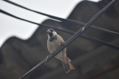 Passer domesticus
