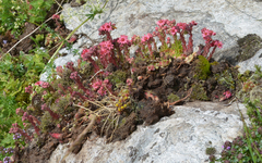 Sempervivum arachnoideum