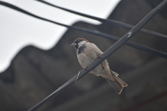 Passer domesticus