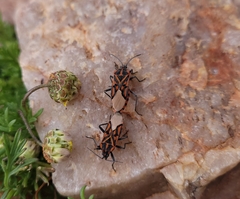 Spilostethus crudelis