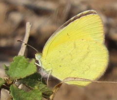 Eurema
