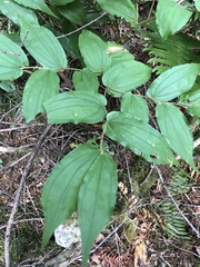 Prosartes hookeri