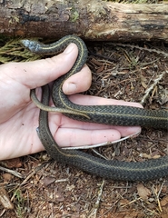 Thamnophis ordinoides