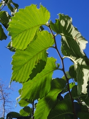 Ulmus americana