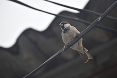 Passer domesticus