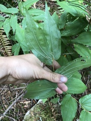 Prosartes hookeri
