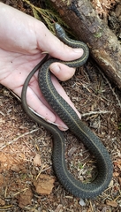 Thamnophis ordinoides
