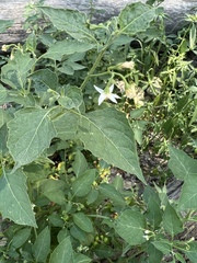 Solanum interius