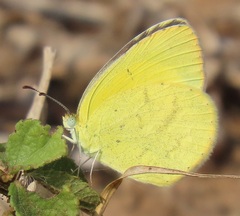 Eurema