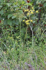 Lomatium triternatum