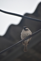 Passer domesticus