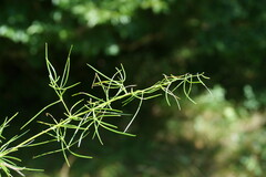 Asparagus verticillatus