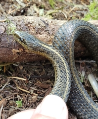 Thamnophis ordinoides