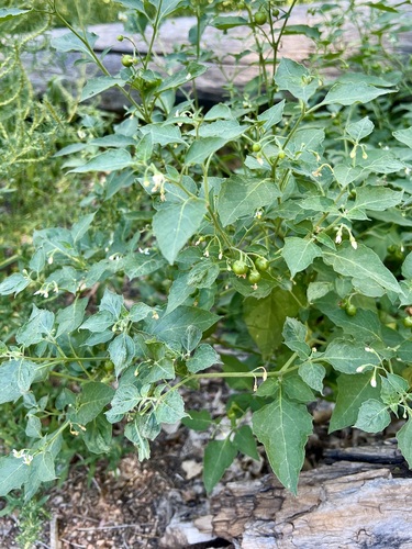 Image of Solanum interius by (c) Cheryl McCleary-Catalano, some rights reserved (CC BY)