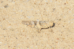 Trimerotropis pallidipennis