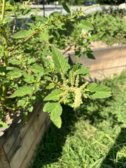 Amaranthus spinosus