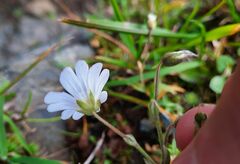 Cerastium alpinum