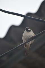 Passer domesticus