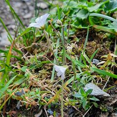 Cerastium alpinum