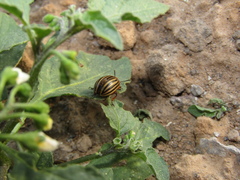 Leptinotarsa decemlineata