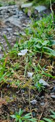 Cerastium alpinum
