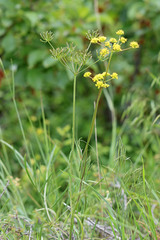 Lomatium triternatum