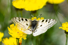 Parnassius apollo