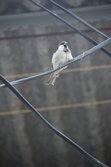 Passer domesticus