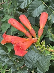 Campsis radicans