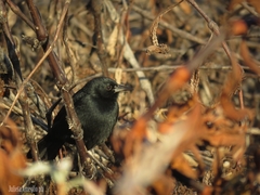Agelasticus cyanopus