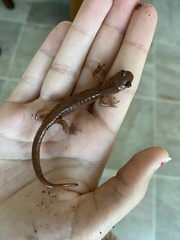 Ensatina eschscholtzii
